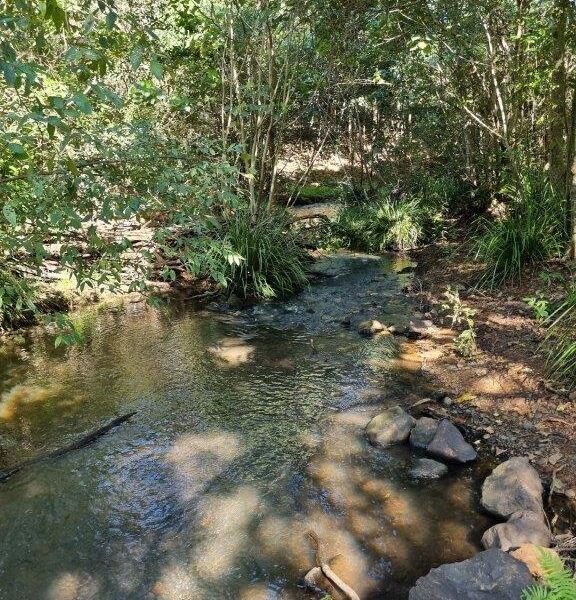 Tucki Tucki Creek Reserve, Lismore, NSW (Image: Patrick Regnault)