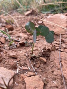 Six months after seeding at Hinnomunjie Station, new seedlings have germinated