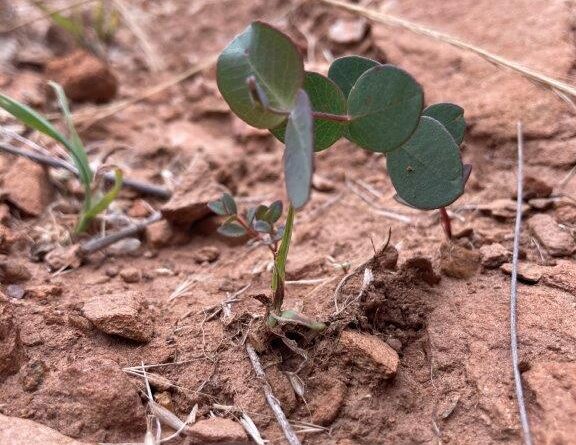 Six months after seeding at Hinnomunjie Station, new seedlings have germinated