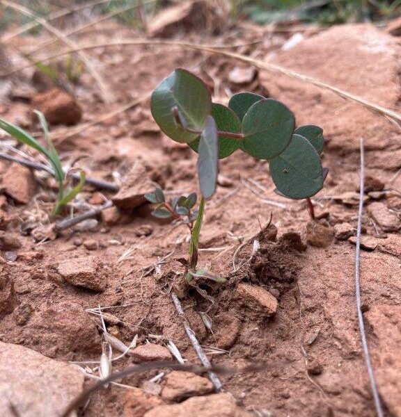 Six months after seeding at Hinnomunjie Station, new seedlings have germinated