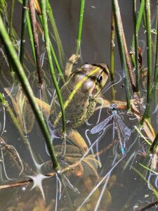 A growling grass frog in a revegetated area along the lower Avon River, West Gippsland