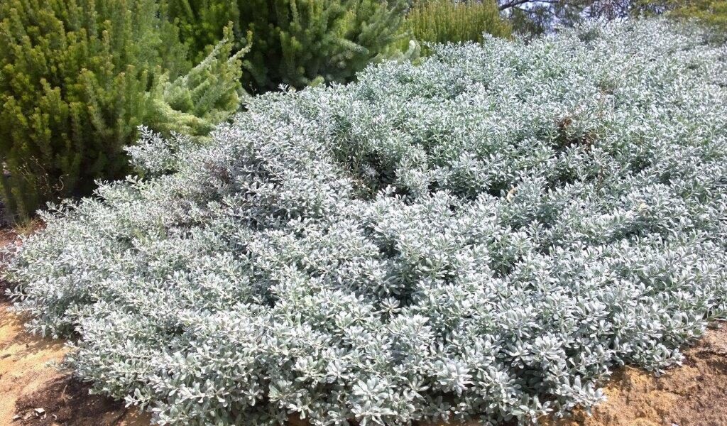 Blue Horizon™ Eremophila glabra prostrate ‘EREM1’ PBR (Image: Ozbreed)