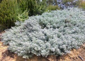 Blue Horizon™ Eremophila glabra prostrate ‘EREM1’ PBR (Image: Ozbreed)