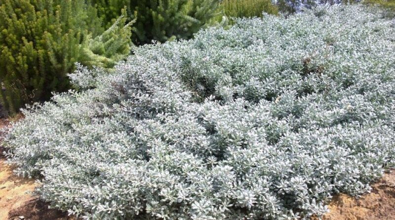 Blue Horizon™ Eremophila glabra prostrate ‘EREM1’ PBR (Image: Ozbreed)