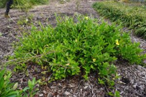 Groundswell™ Hibbertia scandens ‘HBS01’ PBR Intended (Image: Ozbreed)