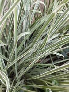 Variegated Society garlic foliage (Image: Steve Falcioni)