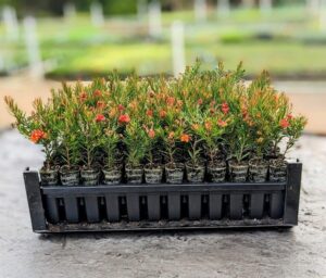 Grevillea stock being pushed out of the tray by the custom-made popper tool