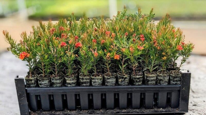 Grevillea stock being pushed out of the tray by the custom-made popper tool