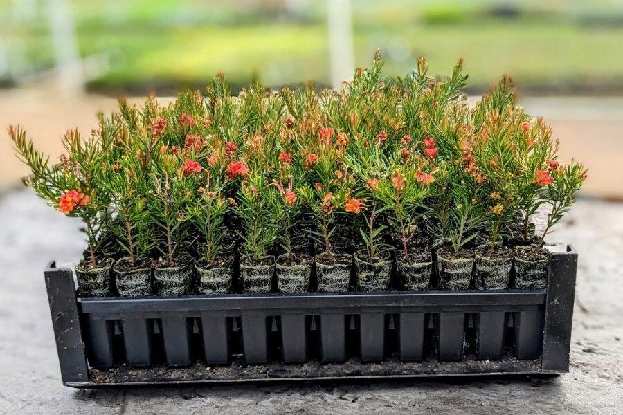 Grevillea stock being pushed out of the tray by the custom-made popper tool