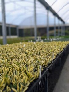 Healthy stock growing in the trays