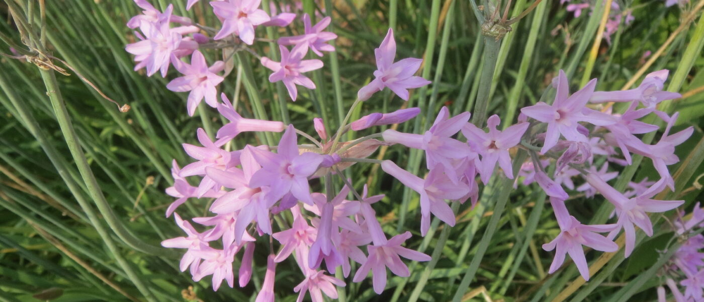 Tulbaghia_violacea_(SG)_(32848916971) David Short