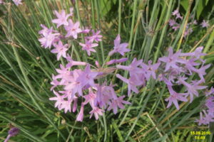 Tulbaghia_violacea_(SG)_(32848916971) David Short