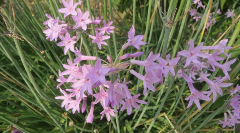 Tulbaghia_violacea_(SG)_(32848916971) David Short