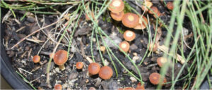 Mushrooms (Deconica sp.) can be unsightly and reduce plant saleability