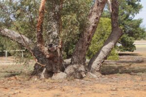 Mallee eucalypts provide a good example of adaptation to dry conditions