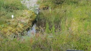 How climate change affects snowmelt and plants associated with this activity is one area of study in phytology