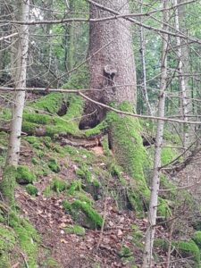 The effects of climate change on precipitation in forests and how plants adapt to climate change upslope are key areas of study