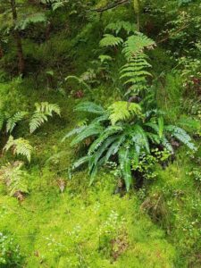 Ancient and newer plant species might respond to changing climate in different ways. Precipitation and moisture are major factors