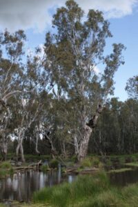 Plants adapt to water flows and persistence. Different research methods are used to study trees and other plants with long life cycles