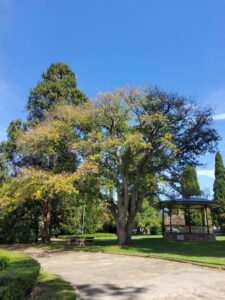 Lucombe Oak, Quercus × hispanica 'Lucombeana'