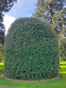 Clipped Southern Live Oak, Quercus virginiana