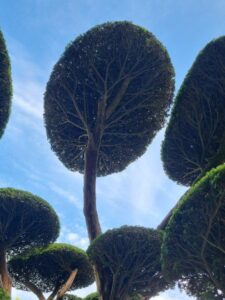 Perfect cloud pruning – Niwaki, by the team of the Parc Oriental