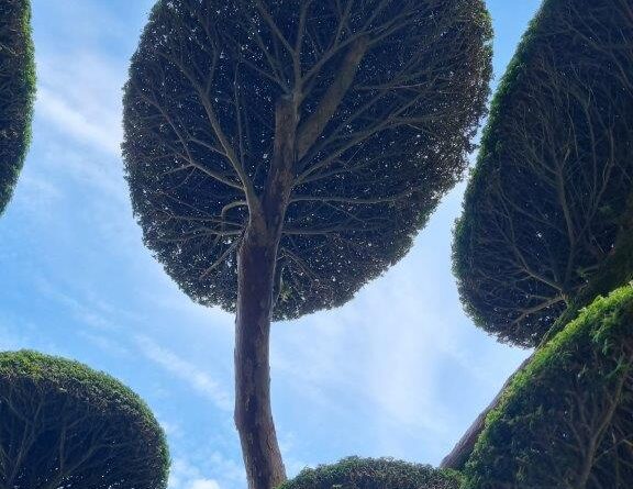 Perfect cloud pruning – Niwaki, by the team of the Parc Oriental