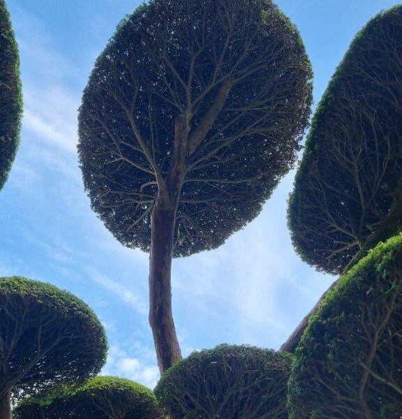 Perfect cloud pruning – Niwaki, by the team of the Parc Oriental