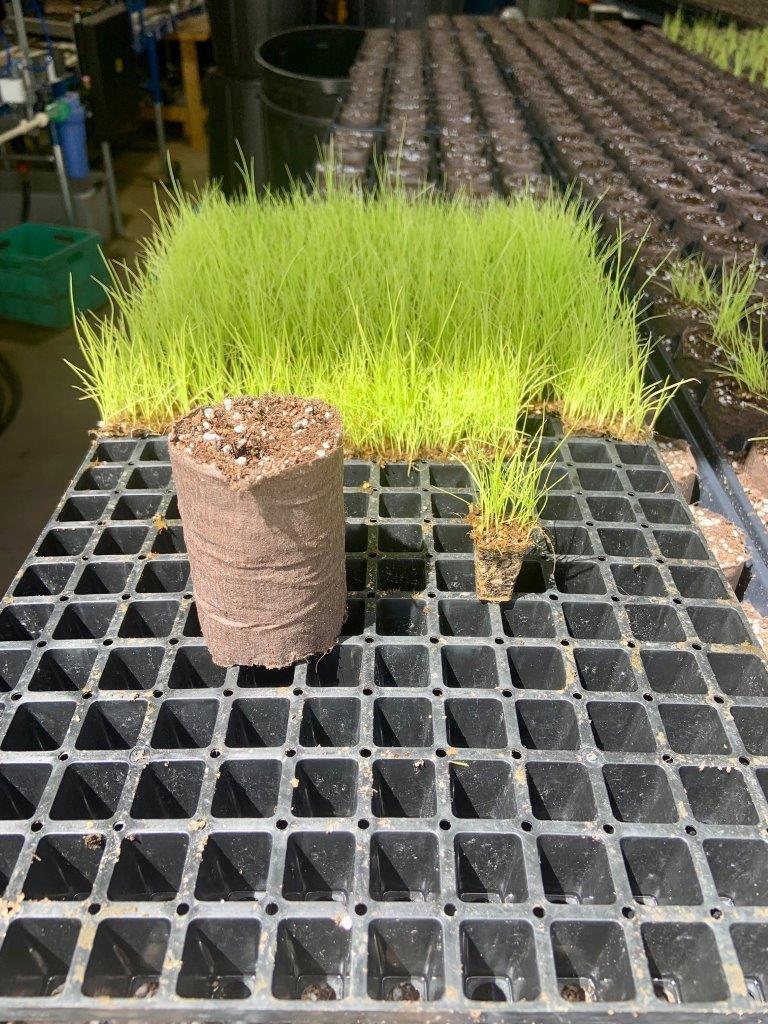 Changing the world one pot at a time - Hort Journal Australia