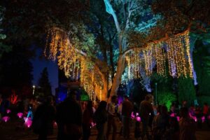 Armidale Light Festival 2024