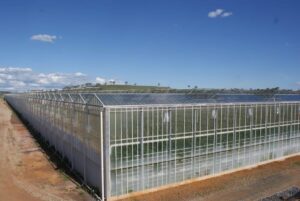 CEA (Controlled Environment Agriculture) meets many contemporary needs and environmental demands