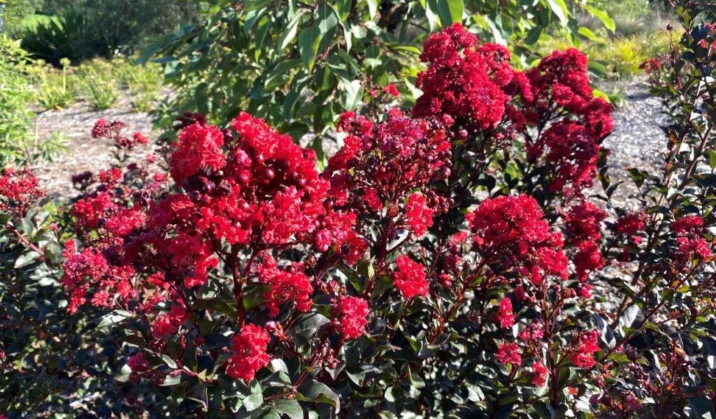 Grande Red™ Lagerstroemia sp. ‘CM01’ PBR