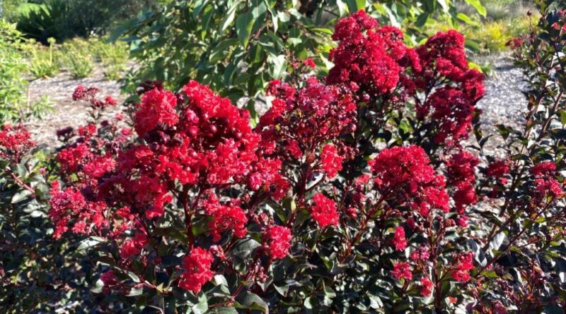 Grande Red™ Lagerstroemia sp. ‘CM01’ PBR