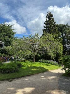 The established ‘Ta Haku’ at the Royal Botanic Gardens, KEW