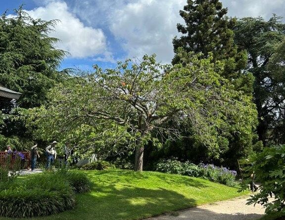 The established ‘Ta Haku’ at the Royal Botanic Gardens, KEW