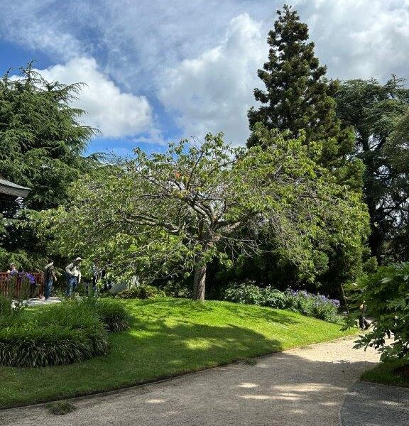 The established ‘Ta Haku’ at the Royal Botanic Gardens, KEW