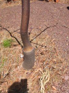 Grafted Adansonia gregorii as referred to on the plaque