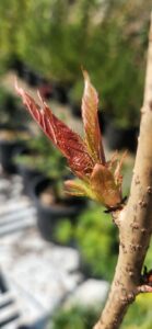 ‘Ta Haku’ at bud burst