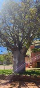 Large tree in the main street of Wyndham, Western Australia