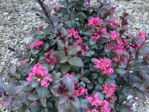 Pinky Pink™ Lagerstroemia sp. ‘CM03’ PBR