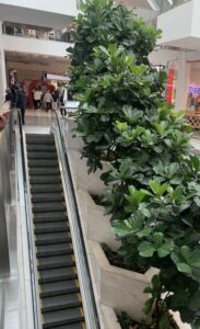 The influence of green spaces on mental well-being is unmatched. This small bit of greenery enhances the stark, hard surfaces in a shopping centre (Image: Karen Smith)