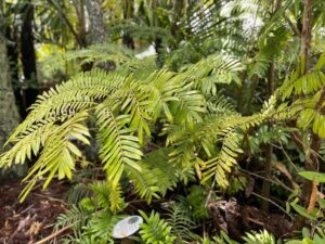 This mature King Fern planted in the Norfolk Island Botanic Garden is often the only King Fern visitors see, as all wild plants are located in deep, off-track valleys (Image: Black Diamond Images)