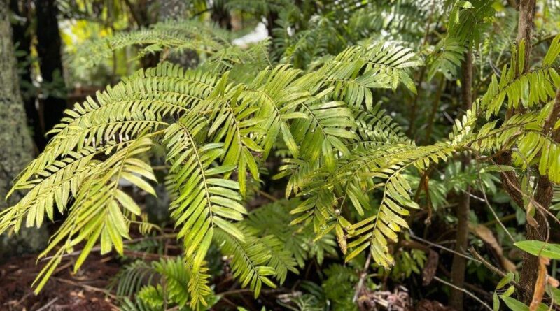 This mature King Fern planted in the Norfolk Island Botanic Garden is often the only King Fern visitors see, as all wild plants are located in deep, off-track valleys (Image: Black Diamond Images)