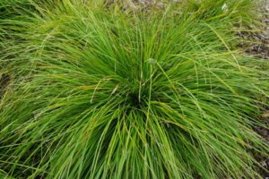 Lady Tanika® Lomandra ‘LM360’ PBR