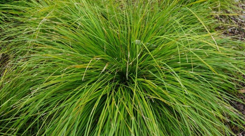 Lady Tanika® Lomandra ‘LM360’ PBR