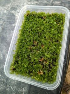 This tray was oversown with Asplenium dimorphism (two-frond fern) spores and may need to be thinned out for successful growth