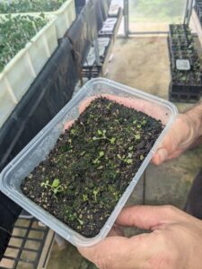 A tray of transplanted King Fern spores showing a few ferns ‘leafing out’