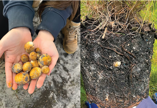 Puff balls of the ectomycorrhizal fungus Rhizopogon luteolus (left) and an inoculated Pinus seedling (right) photos courtesy of HVP forestry nursery Victoria