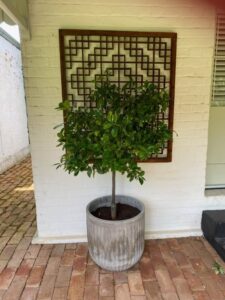 Dwarf citrus in pot. If maintenance and nutrition is carried out correctly a citrus can last well and be productive (Image: Sue McClymont)