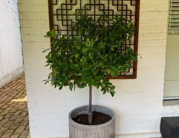 Dwarf citrus in pot. If maintenance and nutrition is carried out correctly a citrus can last well and be productive (Image: Sue McClymont)